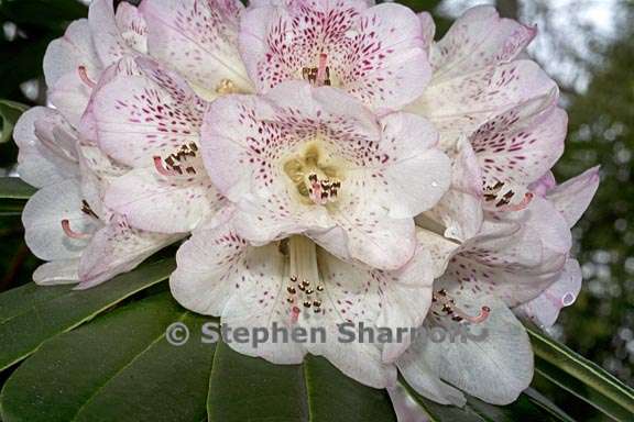 rhododendron irroratum subsect irrorata 2 graphic